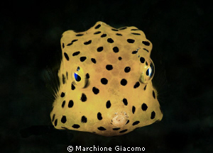 Yellow Box
Nikon D200, 60 micro , twin strobo
Lembeh st... by Marchione Giacomo 